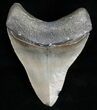 Beautiful Megalodon Tooth - Savannah, Georgia #12010-2